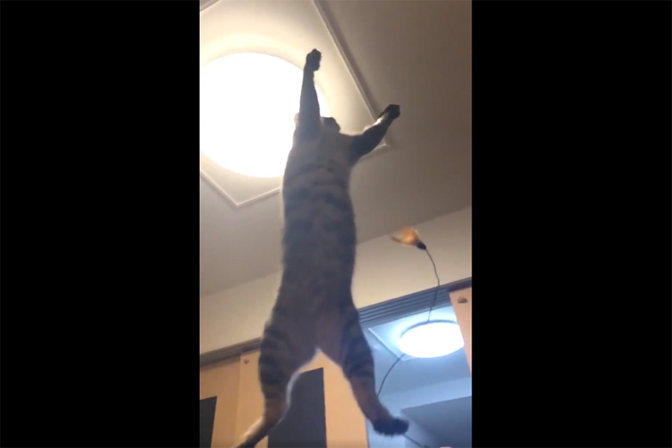 可愛い猫ちゃんが特大ジャ~ンプ!!躍動感あふれる瞬間をとらえたスローモーション動画に反響