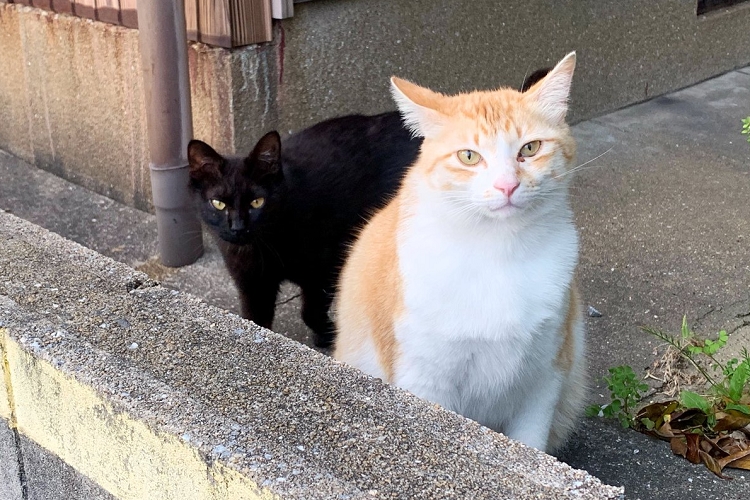 カップル?それともマネージャー?ニャンコに話しかけたら、後ろからもう1匹のニャンコが守りに来た!