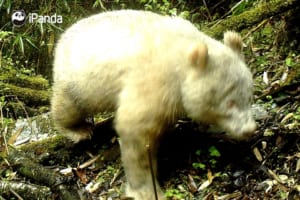 【世界初】超希少な"アルビノのパンダ"が中国四川省の自然保護区で撮影される