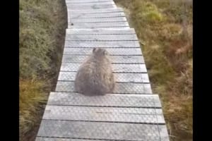かい〜のかい〜の！階段にお尻をこすりつけるウォンバットの姿が間寛平っぽくてカワイイ（笑）