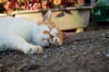 ペットの熱中症対策に!動物病院が教えてくれた「簡易動物用保冷剤の作り方」が話題に