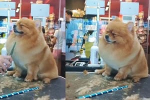 グルーミング中のポメラニアン、気持ち良すぎてウトウトしてしまう。最後にまさかの…コテッ！