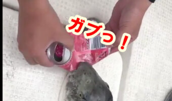 「これがフグの威力です」トラフグに空き缶をくわえさせたらまさかの展開に…!