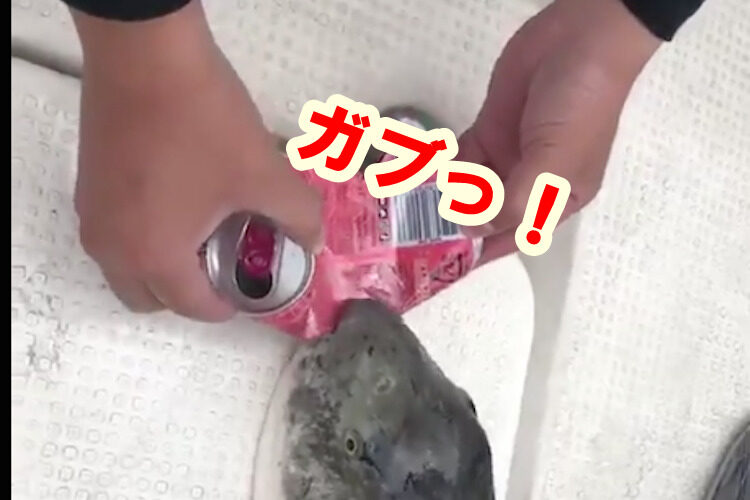 「これがフグの威力です」トラフグに空き缶をくわえさせたらまさかの展開に…！