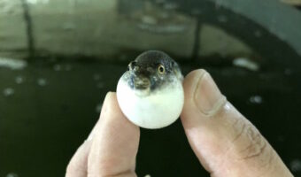 いっちょまえにプクーって(笑)鶯宿温泉で養殖されているトラフグの稚魚がめっちゃ可愛い