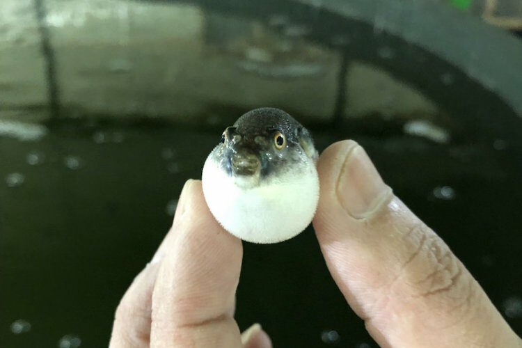 いっちょまえにプクーって（笑）鶯宿温泉で養殖されているトラフグの稚魚がめっちゃ可愛い