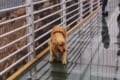 一体どうなってるんだワン！？ワンコがガラス張りの橋を渡ろうとするも、怖すぎて予想外の行動に…