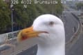 「まるで渋滞情報を伝えるリポーターのようだ」交通監視カメラの前に頻繁に現われるカモメが話題に!