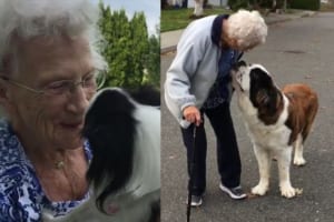 30年間にわたって一人暮らしを続けていた95歳の女性と2匹のワンコの深い絆に感動