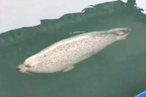 「呼吸も気になるけど、野生を忘れた姿にも見える」アザラシが、ただただ寝ている動画が話題に！