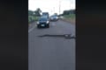 巨大なアナコンダが高速道路に侵入！ドライバーたちの協力で無事に横断することに成功