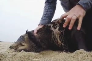 野生のアザラシを捕まえて地面に押さえつける男性。一体何をしているのかと思いきや…