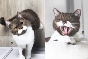 髭模様がダンディ♪ ジェントルマンな雰囲気を醸し出すニャンコが可愛らしいと話題に