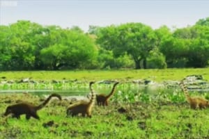 発想が面白い！ハナグマが歩くシーンの動画を逆再生したら、映画「ジュラシック・パーク」の世界に！