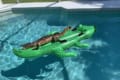 ワニのフロートの上に本物のワニが乗っていた…米フロリダの宿泊先のプールで発生した珍事が話題に！