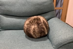 「こいつを今日からネコと呼ぶことにする」ニトリで買ってきた謎の毛玉が、まるでネコのようだった