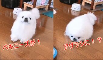 「アザラシにトランスフォームするいぬ」が可愛すぎる！変身後は、よ～く見ないと本物と区別不能！？