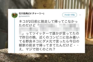 猫のネットワークめっちゃすごい！愛猫が家から脱走したので"ある方法"を試したら本当に帰ってきた！