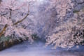「遅い春を待ち侘びていたかのような狂い咲きだった」弘前公園の桜が今年も美しすぎる
