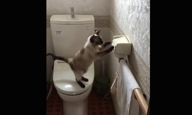 極悪非道な悪事の瞬間が送られてきた 猫あるあるなイタズラに思わずクスッ Fundo