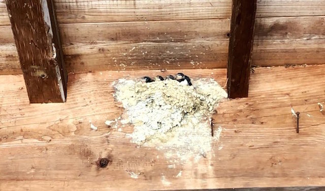 まさかの巣ごとごっそり落下 ある物を代用し ツバメの家族を救う Fundo