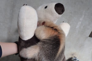 どっちがぬいぐるみ！？ぬいぐるみに抱きついて体重測定中の“ミナミコアリクイ”の赤ちゃんがカワイイ