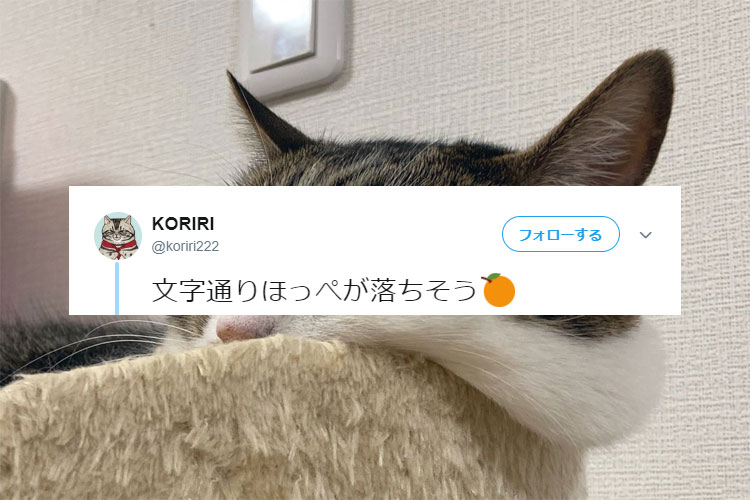 実はニャンコにも“ほお袋”があった!?面白すぎる寝顔に反響「つんつんしたい」「もちもち大福」