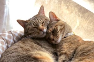 しっぽの形に注目！“恋愛運が爆上がり”しそうなニャンコの写真に反響！お守りで待ち受け画面にした人続出