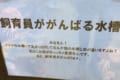 地獄絵図回避！クラゲが悠々と漂う水槽に隠された「飼育員さんの頑張り」が話題に