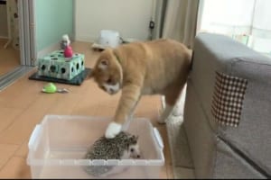 「なんで毎回ちょっと触って去って行くの…？」猫とハリネズミの絶妙な距離感にほっこり