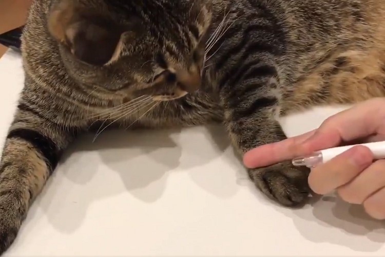 賢すぎ!ペンと飼い主の指、判別するのなんて簡単だニャン