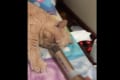「あぁぁ〜〜~グフッ」猫のいびきにエコーをかけてみたら・・飼い主さん、笑いが止まらなくなる