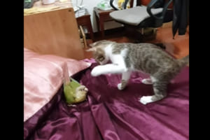 ニャンコ vs 小鳥さんの喧嘩勃発！？しかし距離が少しずつ縮まり、最後には・・