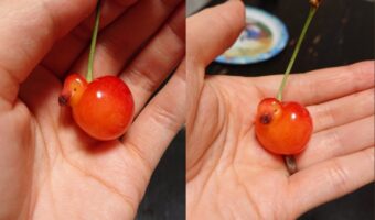 めちゃくちゃ可愛い!秋田から送られてきた"さくらんぼ"の中にアヒルが住んでいた!