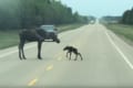 歩くのもままならないヘラジカの赤ちゃんが初めて高速道路を横断。優しく見守る母の親子愛にホッコリ