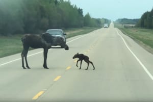 歩くのもままならないヘラジカの赤ちゃんが初めて高速道路を横断。優しく見守る母の親子愛にホッコリ