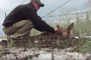 トゲトゲのフェンスに脚が絡まってしまったヘラジカの赤ちゃん！すぐさま飛び出した男性による救出劇！