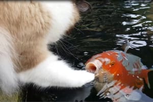 マジでコイする5秒前…！？ニャンコと鯉のじゃれ合う様子がめっちゃ可愛くてほっこり