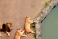 多摩動物公園でお昼寝中のライオン達の光景が、まるでゲーム『どうぶつタワーバトル』のようだと話題に!