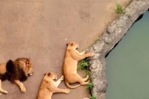 多摩動物公園でお昼寝中のライオン達の光景が、まるでゲーム『どうぶつタワーバトル』のようだと話題に！