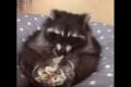 中に人間が入ってないよね!?あぐらをかいてムシャムシャおやつを食べるアライグマが可愛らしい♪