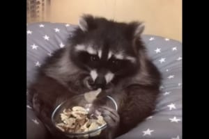 中に人間が入ってないよね！？あぐらをかいてムシャムシャおやつを食べるアライグマが可愛らしい♪