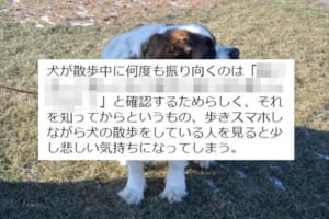 「歩きスマホしながら犬の散歩をしている人を見ると悲しくなる…」犬の気持ちに関するツイートが話題に