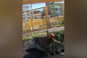 運河に落ちてしまい、キャンキャンと悲鳴を上げていた子犬。男性が木の枝を使って救助を試みると…