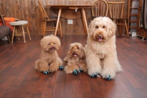 履かせやすくて脱げにくい！肉球をぴったり包み込む“犬用足袋型ブーツ”が新発売！【獣医師監修】