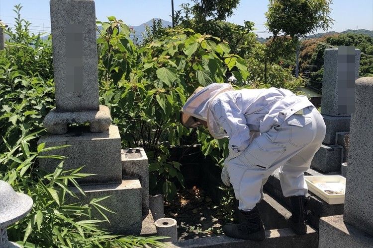 お墓に蜂が発生！養蜂家が登場しお墓の下を見てみると…想像をはるかに超える大きさの巣が出現！