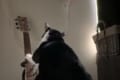 毎朝4時半になるとギターを弾いて飼い主を起こすニャンコが話題に!音色も必聴♪