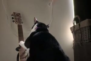 毎朝4時半になるとギターを弾いて飼い主を起こすニャンコが話題に！音色も必聴♪