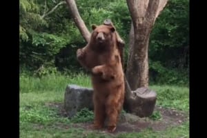 「中に人間が入っていませんか？」まるでダンスを楽しんでいるようなクマが可愛すぎると話題に！