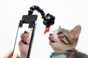 ペットが自撮りしているようなアップが撮れる！『ペット自撮りスティック』が発売！